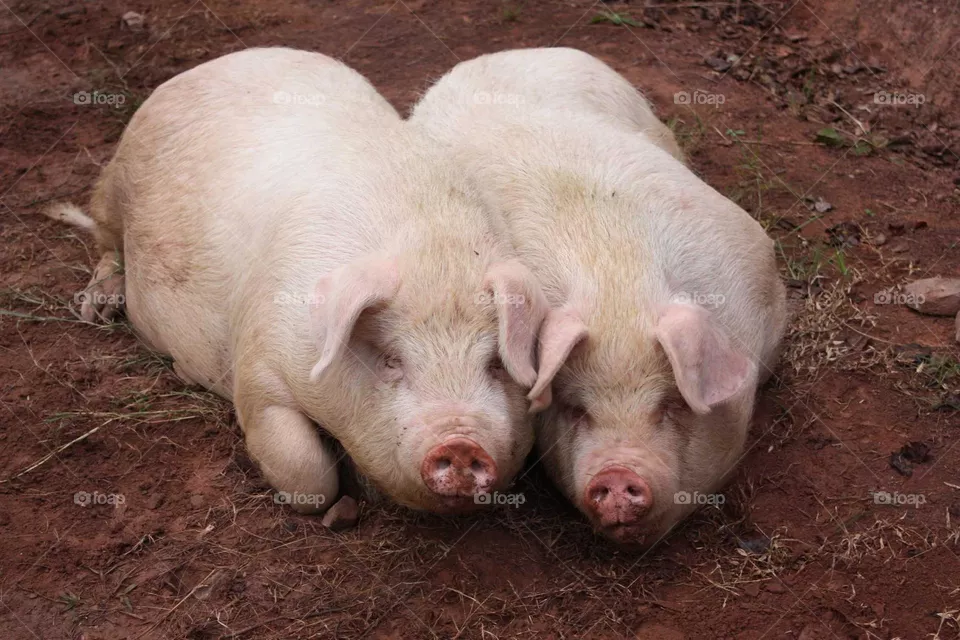 Piggie Lover