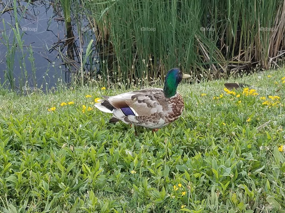 Nature, Duck, Bird, Grass, Wildlife