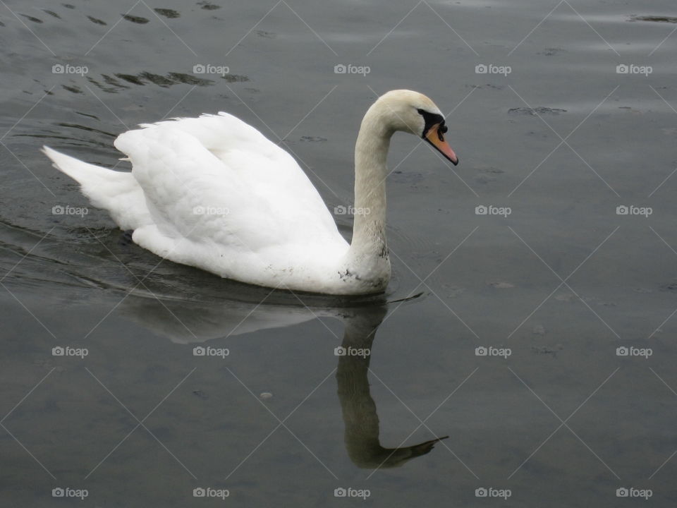 Bird, Swan, Water, Lake, No Person