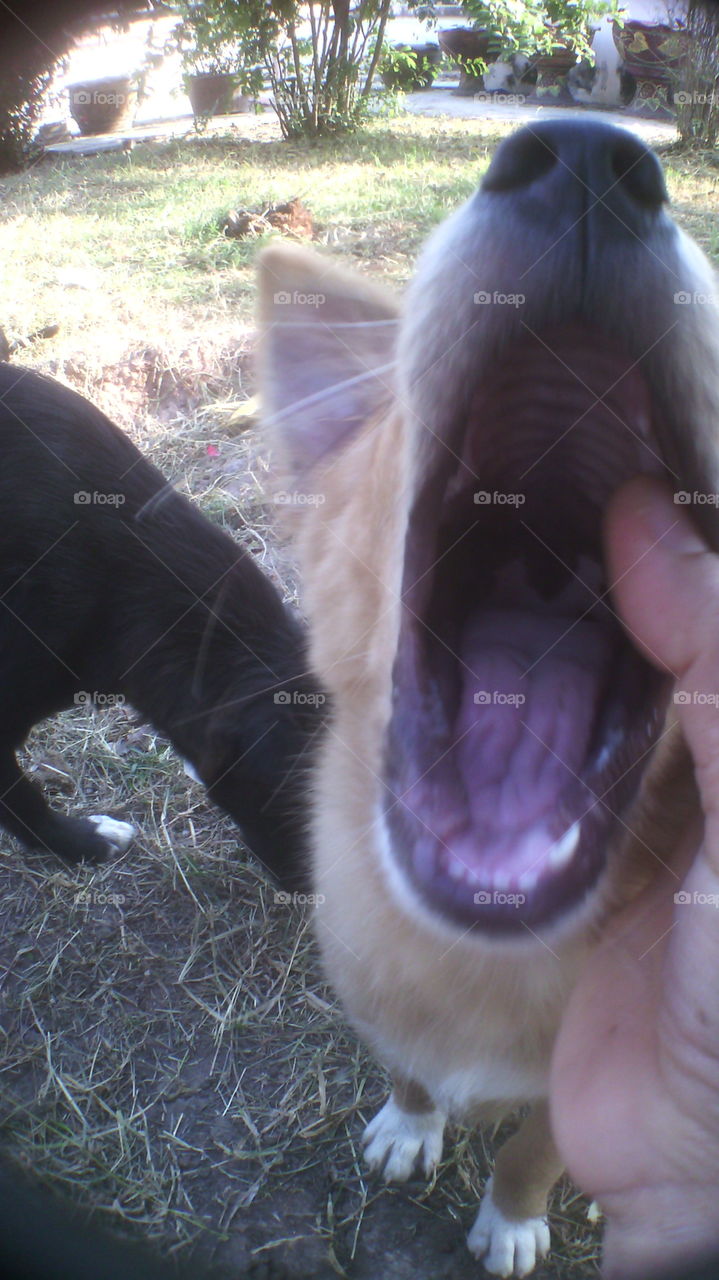 Zoo, Nature, Animal, Mammal, No Person