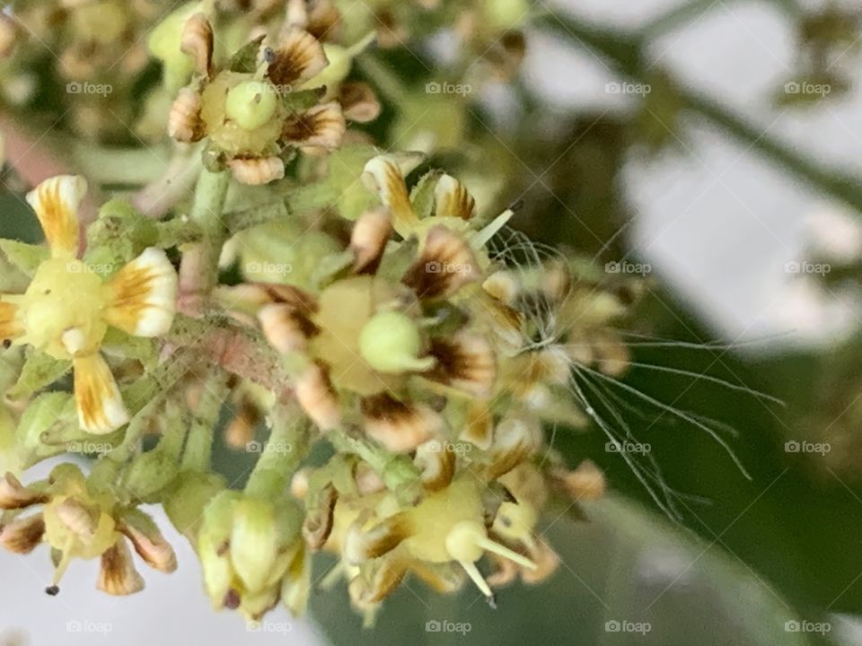 The flowers of the mango tree, Countryside 