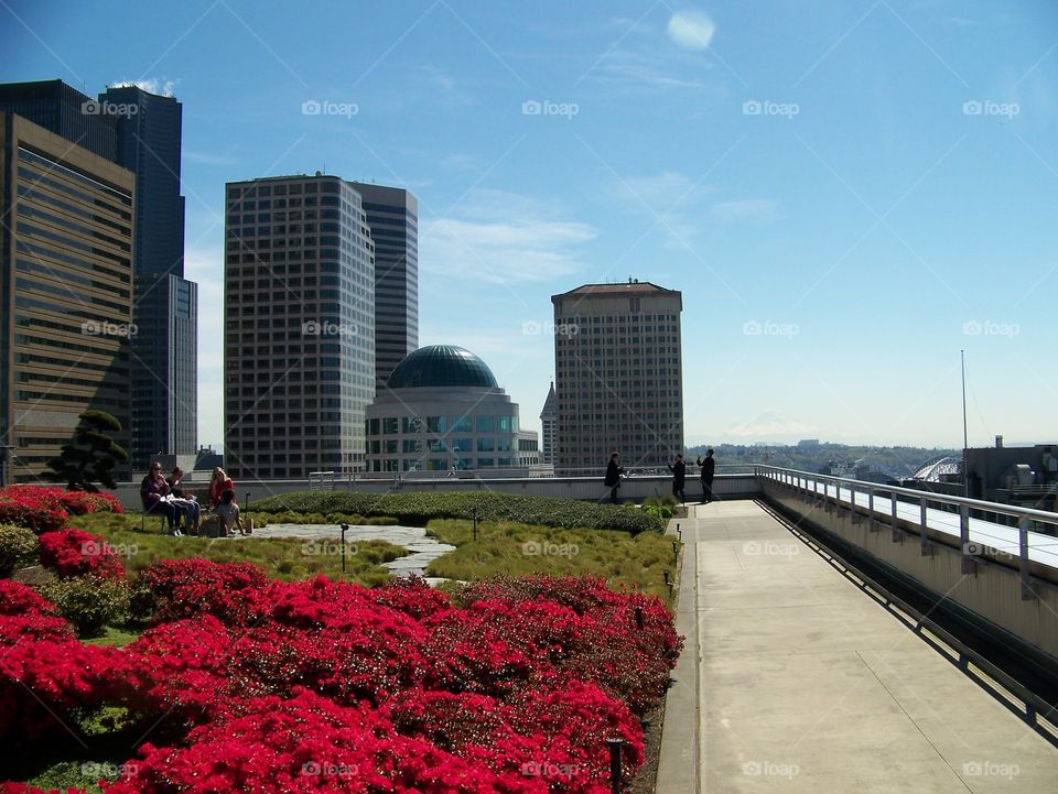 rooftop garden