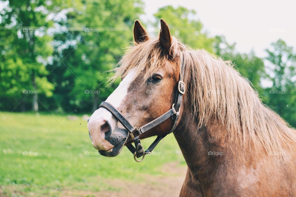 Close-up of horse