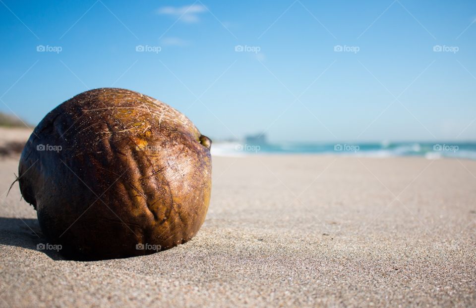 Coconut sunbathing