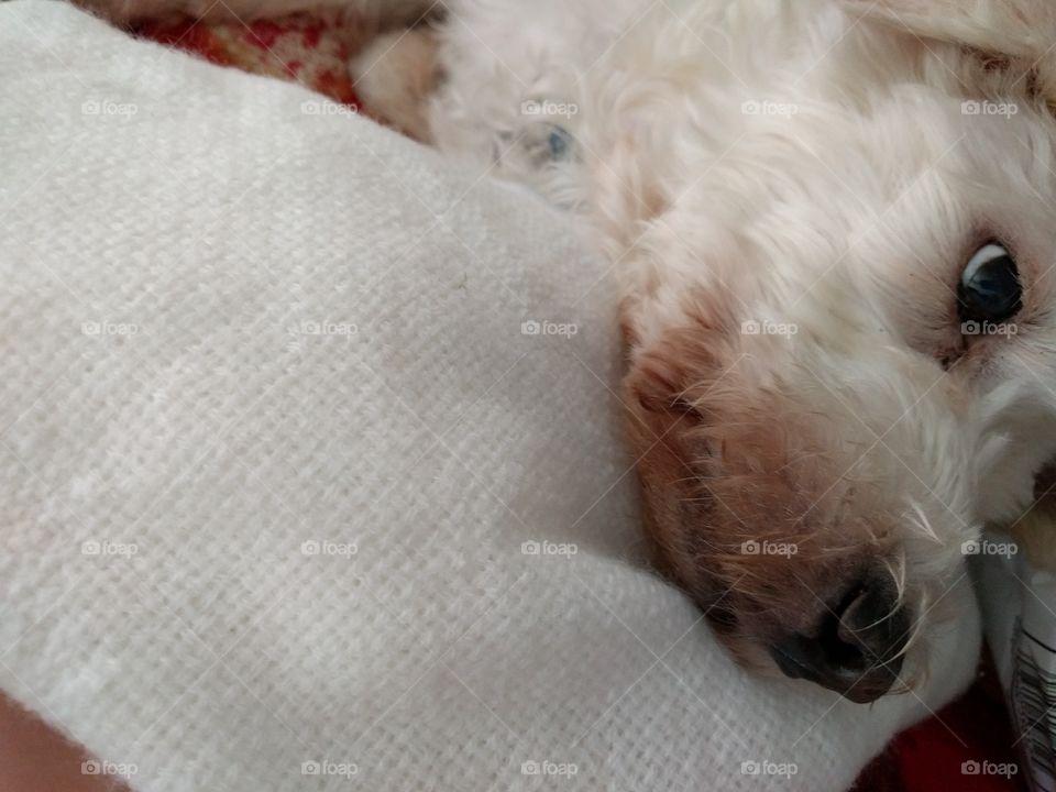 Poodle-Mix Dog Lying on White Blanket