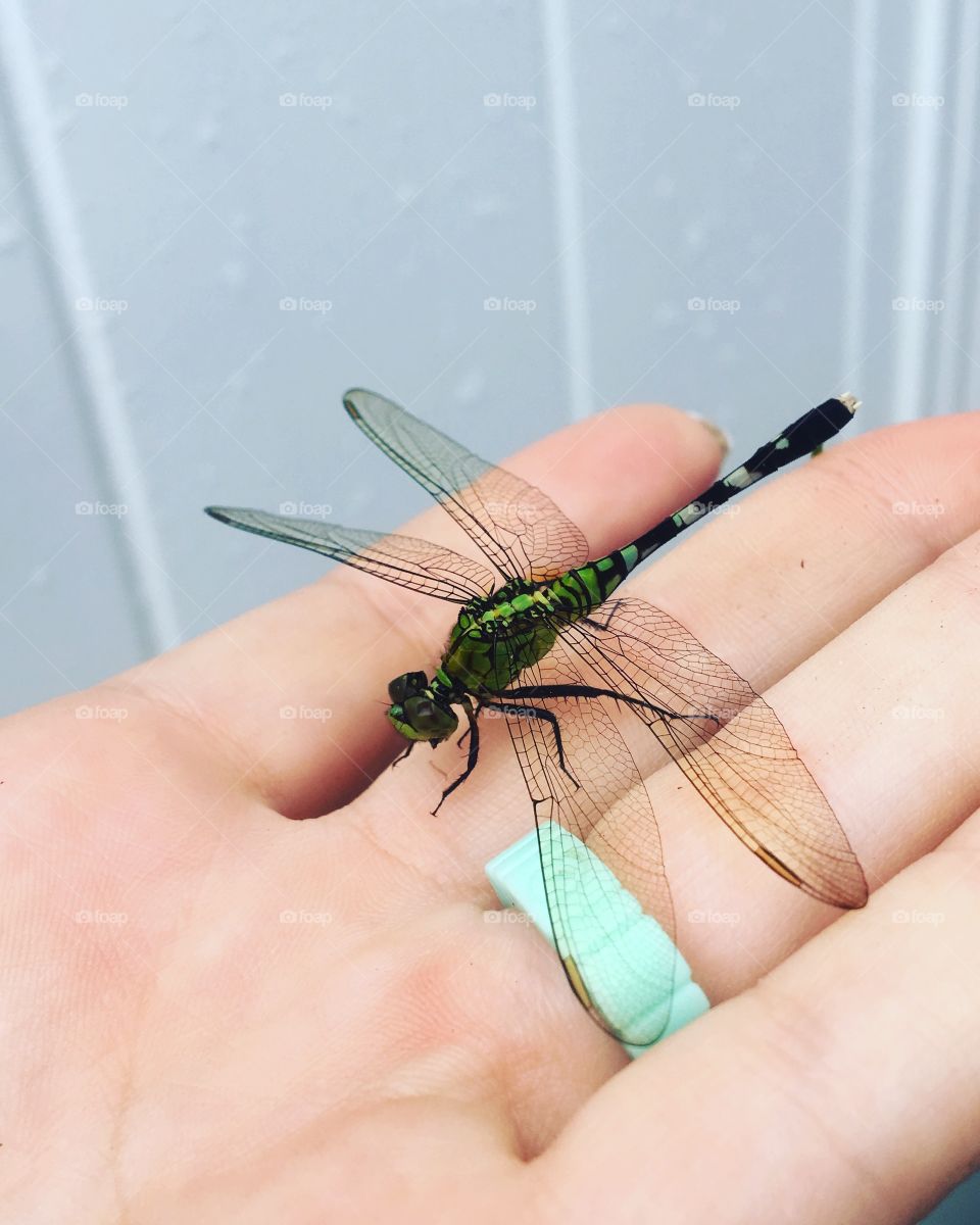 Lucky, dragonfly, spring, summer, teal, white fence, insect, flying insect, bugs, friendly, beautiful, nature, outdoors, rubber ring, qalo ring