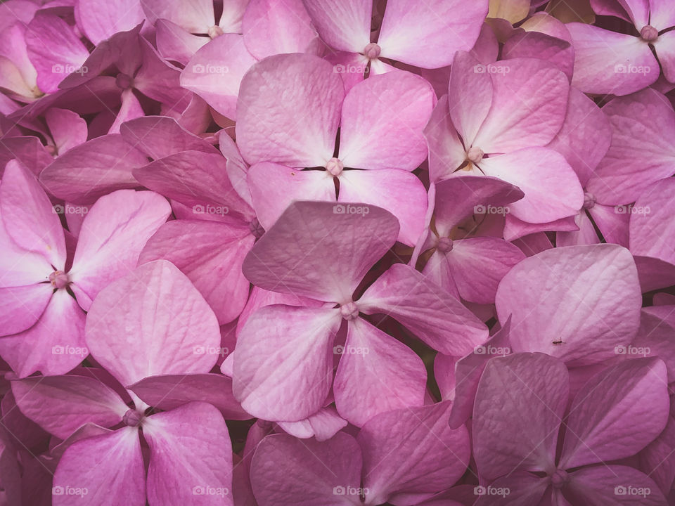 Close up on dusty pink bigleaf hydrangea flowers