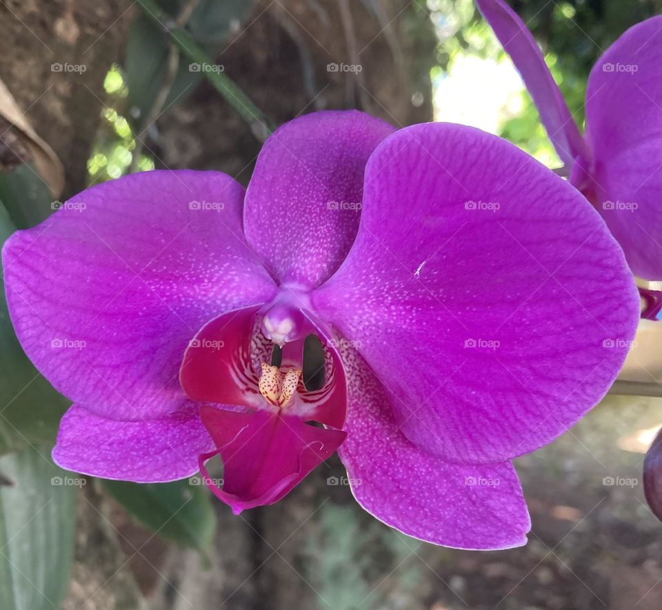 🌹 🇺🇸 Very beautiful flowers to brighten our day.  Live nature and its beauty. Did you like the delicate petals? / 🇧🇷 Flores muito bonitas para alegrar nosso dia. Viva a natureza e sua beleza. Gostaram das pétalas delicadas? 