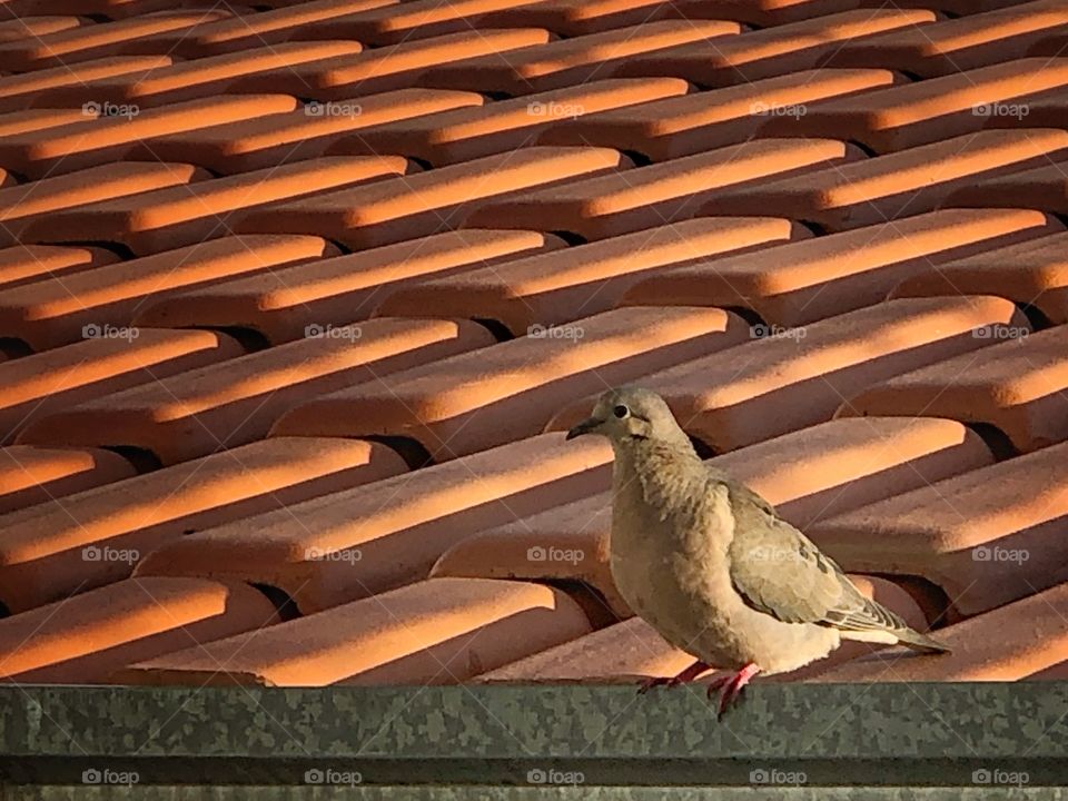 A bird in a roof...
