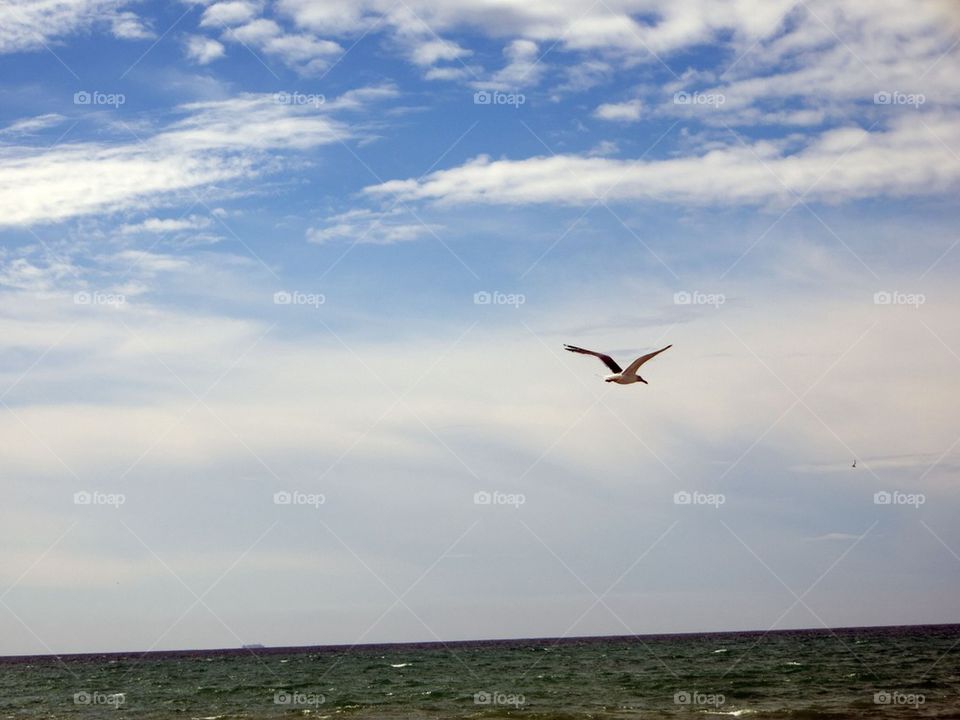 Seagull by a beach