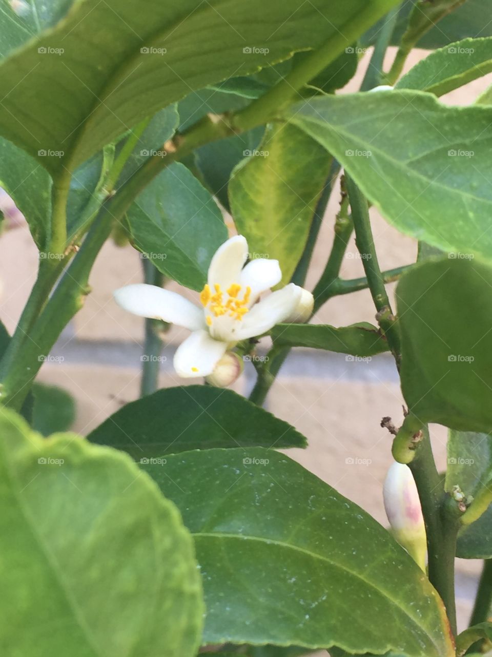 Lemon Blossom 