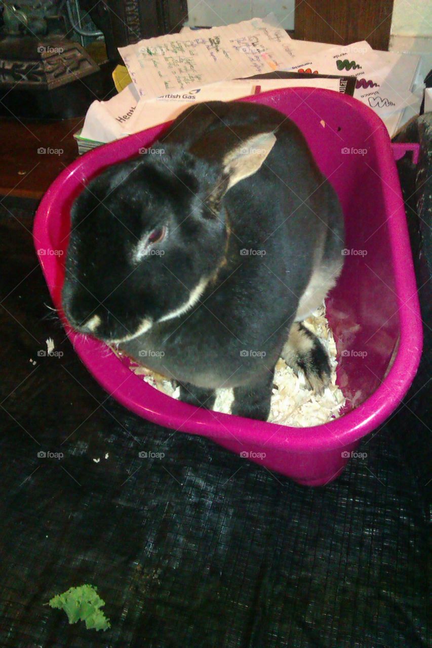 My rabbit using her litter tray