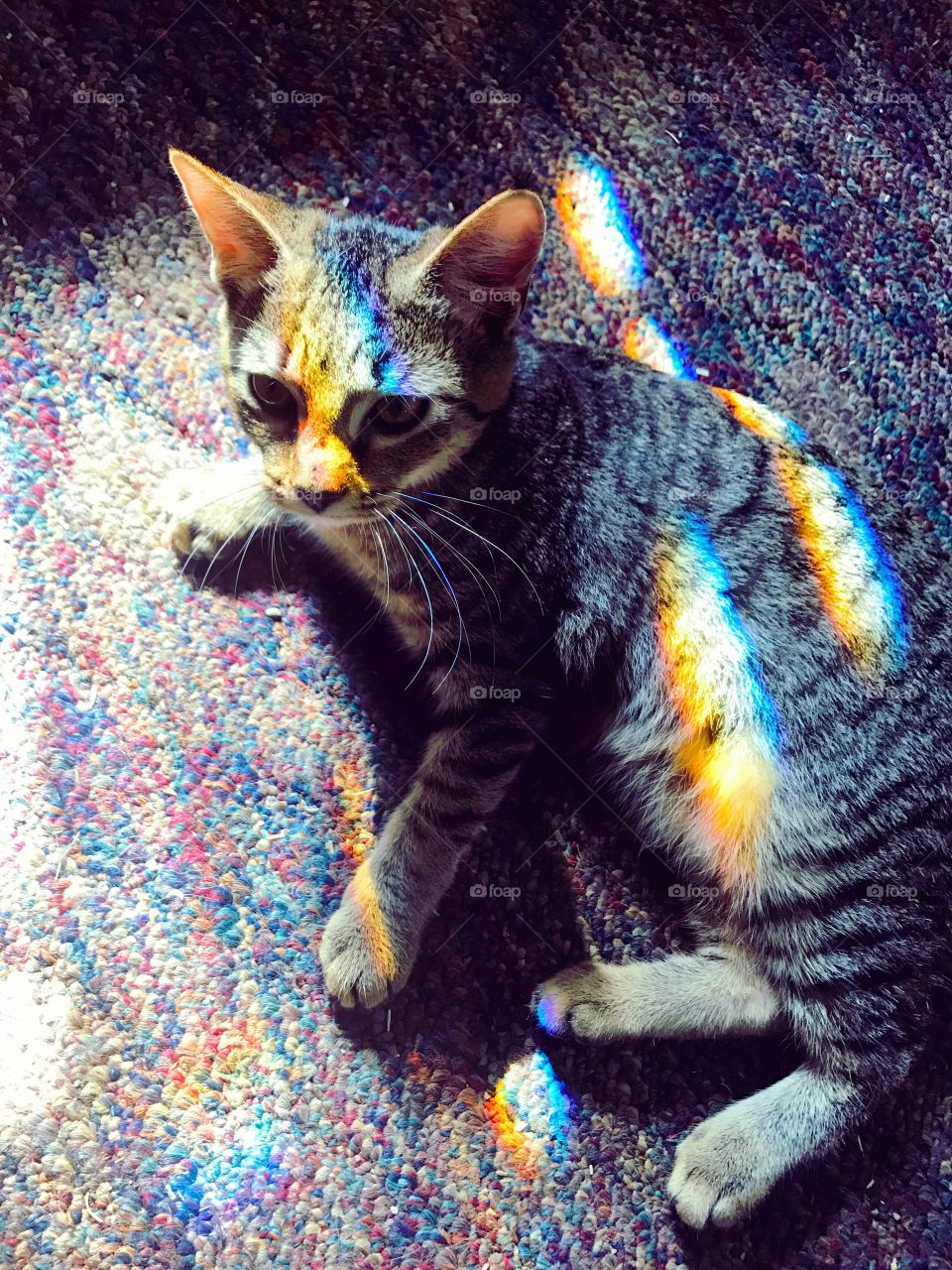 Rainbow kitten