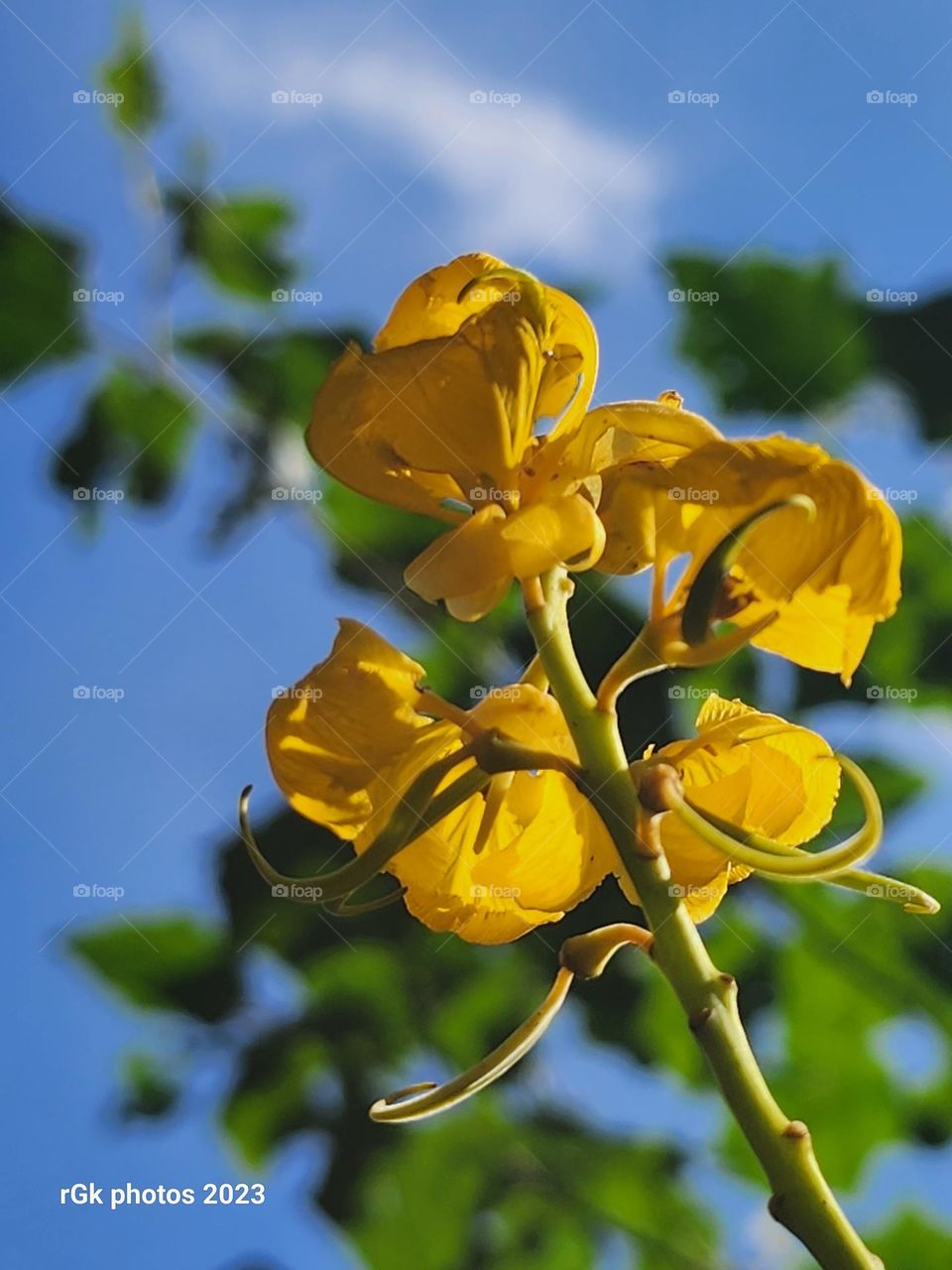 Ling of the forest blooms