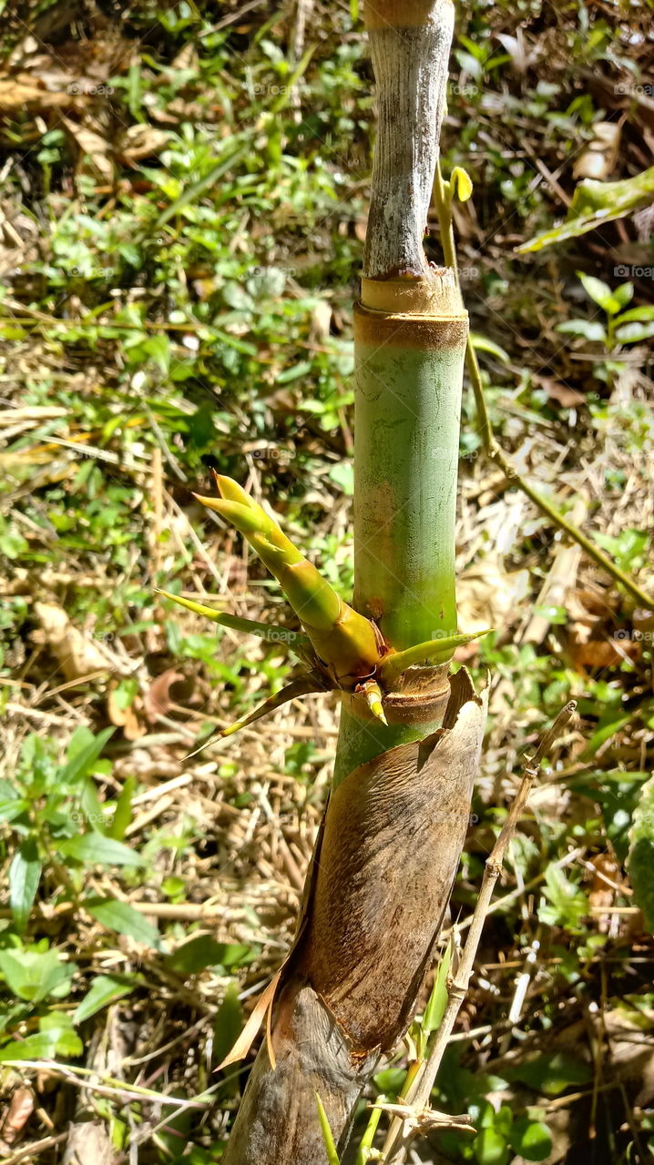 PAISAGEM NATURAL BAMBU