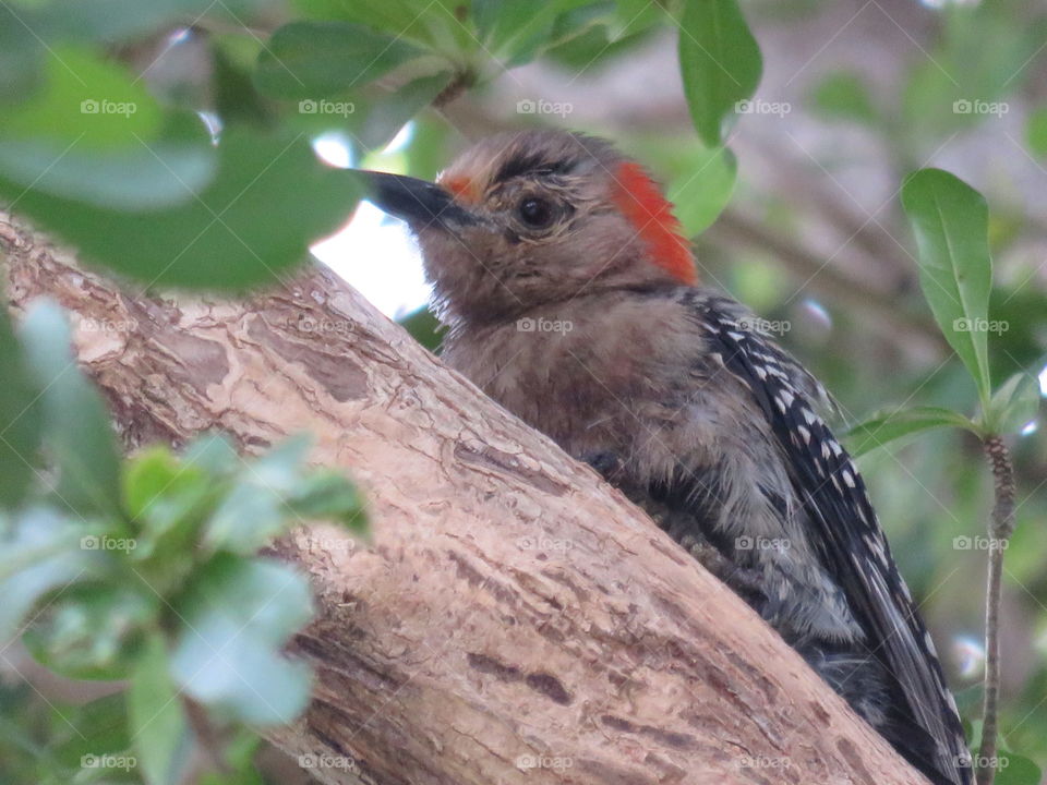 Baby Birdie. The Red Bellied Woodpecker 