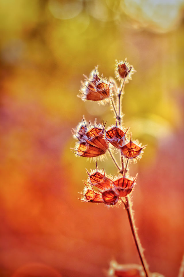 a dry flower