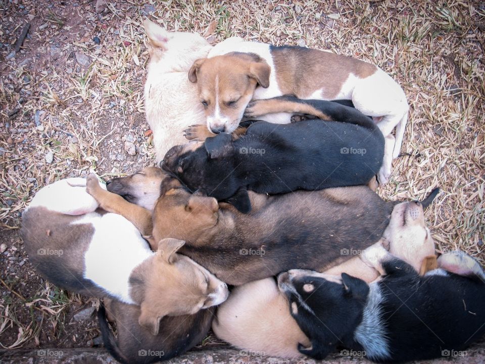 Puppies sunbathe in the winter season