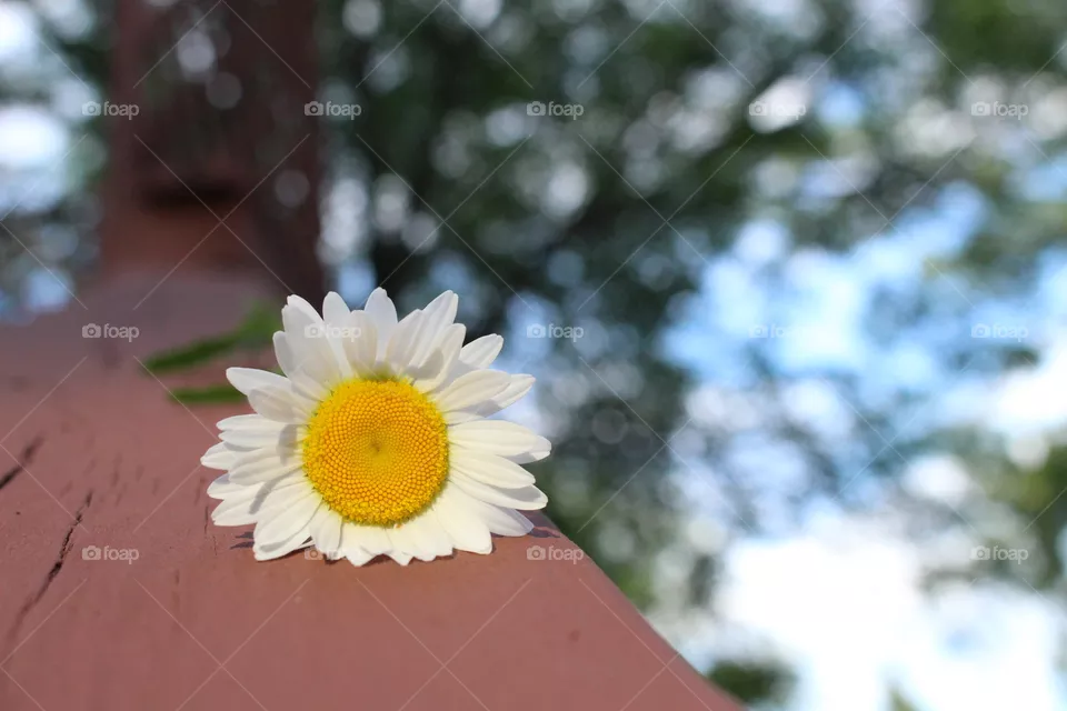 Daisy