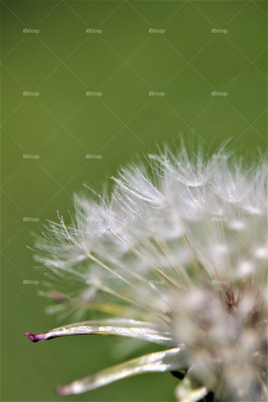 dandelion