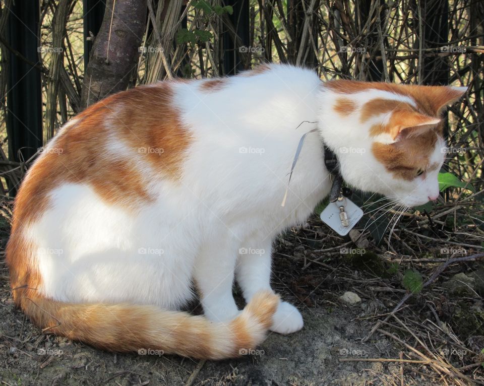 ginger and white cat