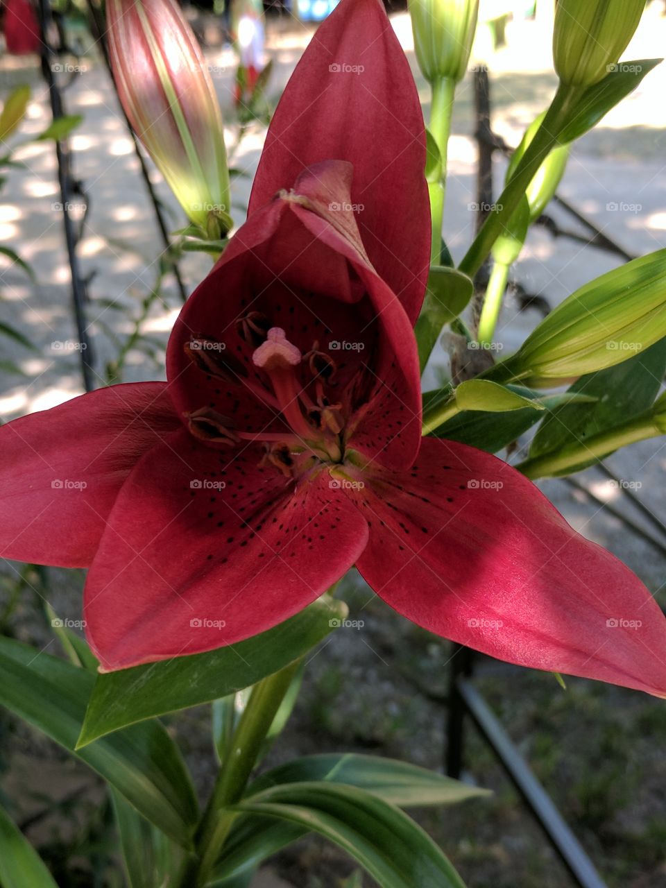 pretty red lily