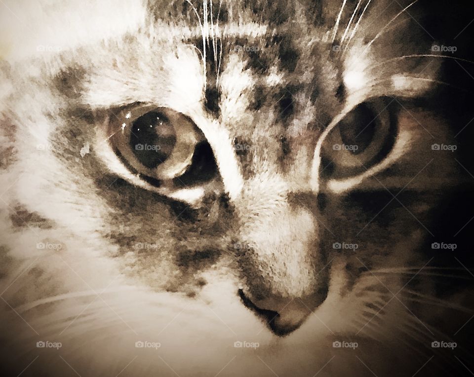A beautiful grey and white cat in sepia color print with Striking green eyes and white whiskers. USA, America 