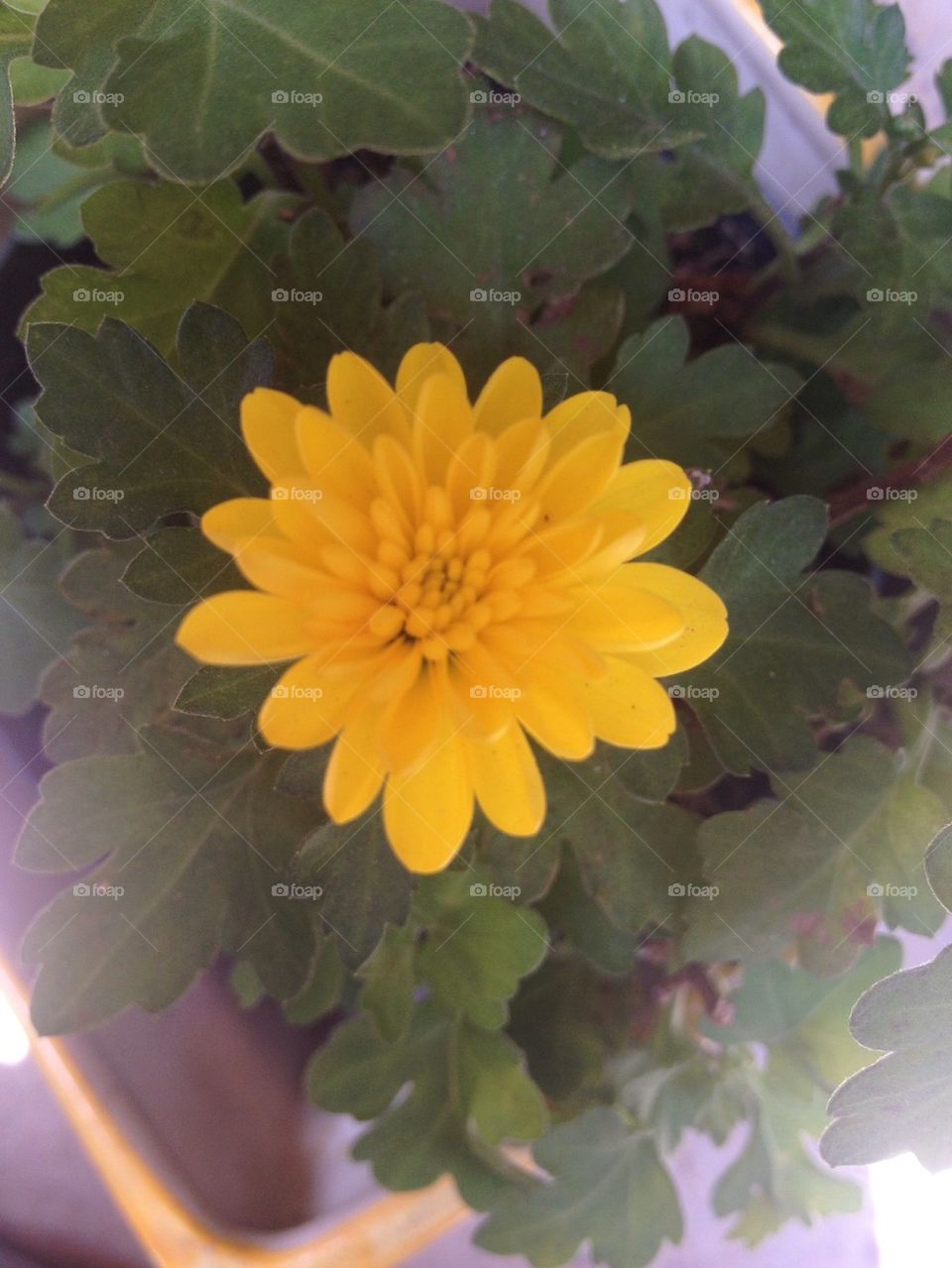 yellow flower by levandowiski