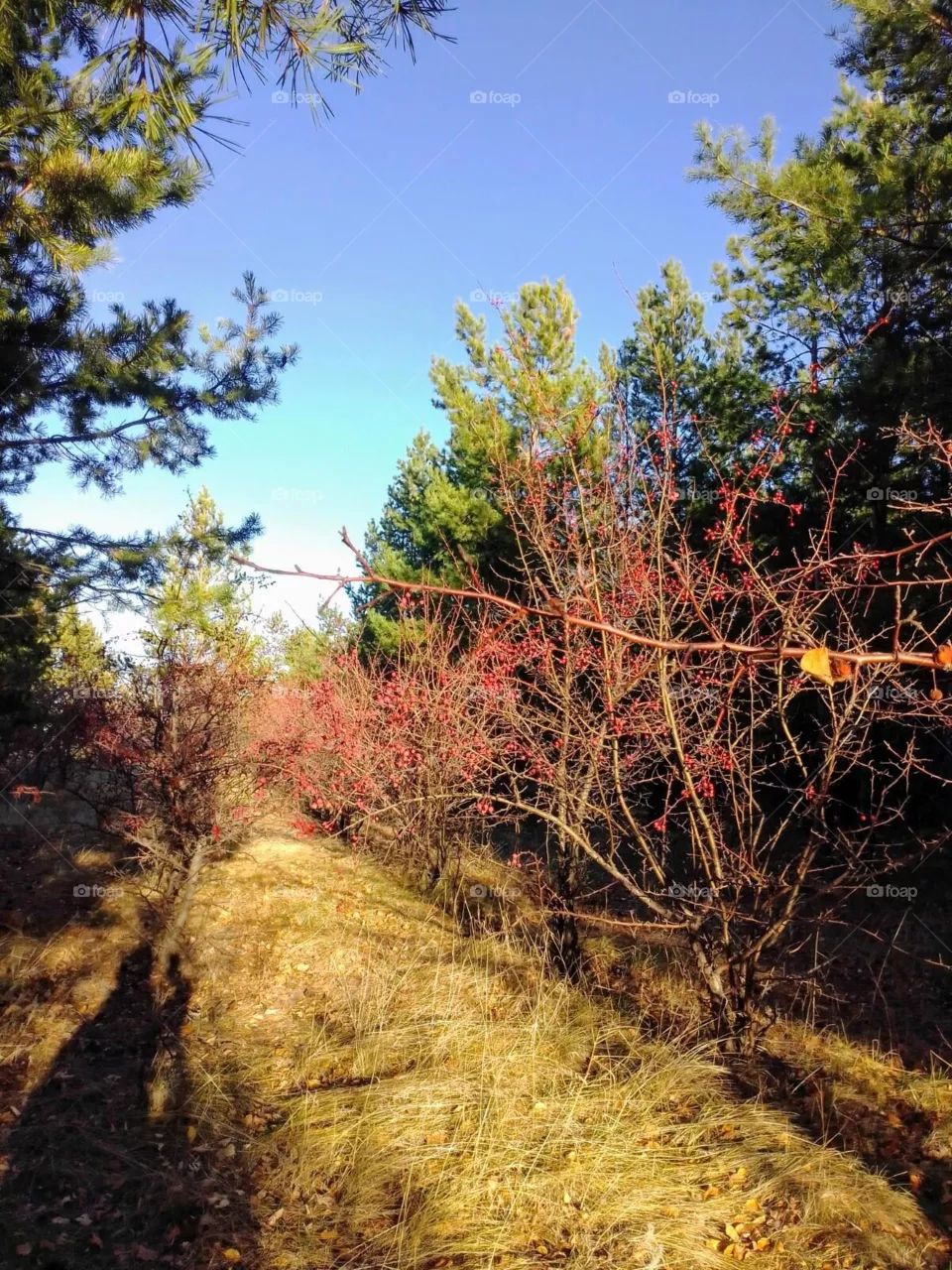 mountain ash path