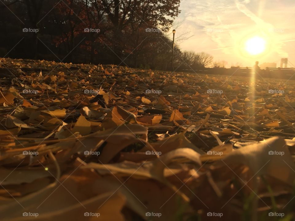 The beauty of fall on thanksgiving day.