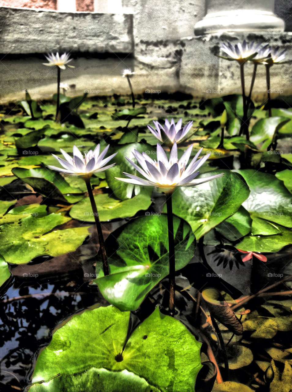 flower water fountain hdr by mphotos
