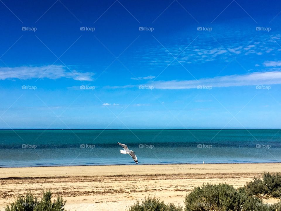 Seagulls
Foreground landing and mid flight along south Australia coast beach 