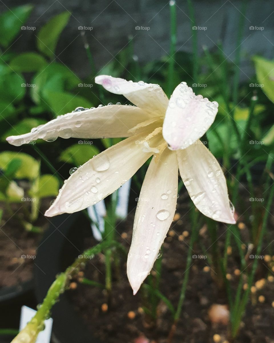 the beautiful rain lilly in Thailand