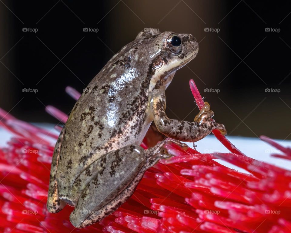 A Squirrel Treefrog appears to be singing Karaoke on a scrub brush. 