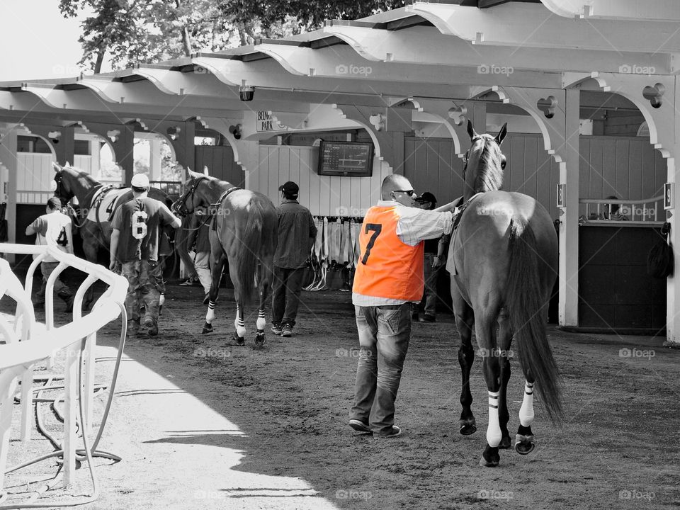 Home of the Triple Crown. Powerful thoroughbred getting ready for the call to the post and "Riders Up" on Memorial Day at Belmont Park.
Fleetphoto