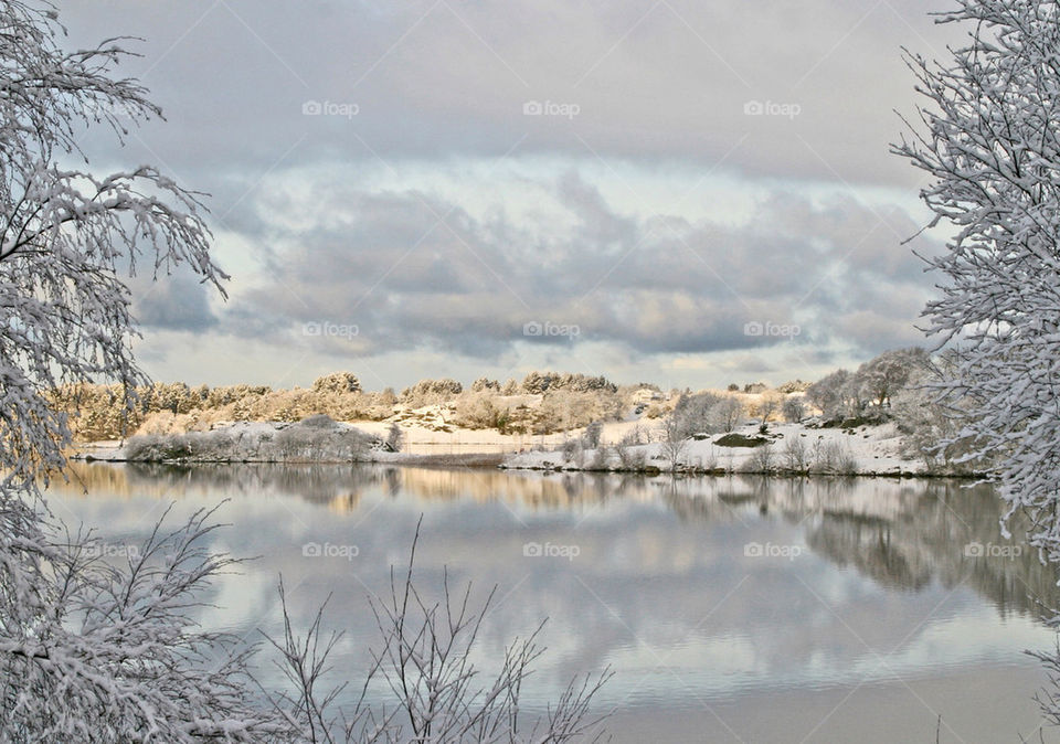 Frozen tree during winter