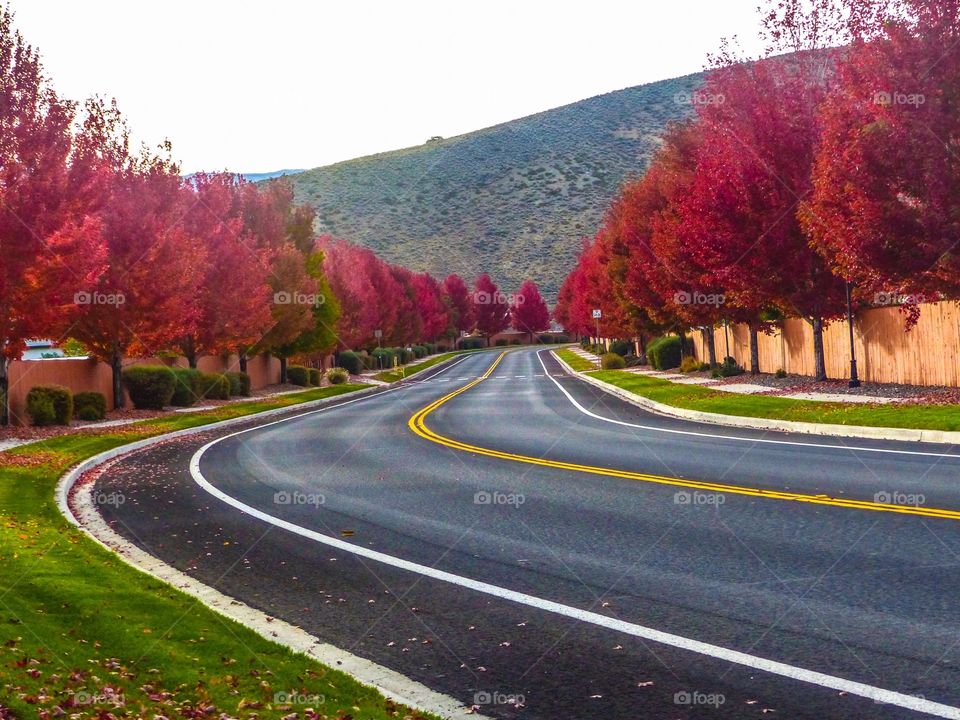 A road full of colorful trees