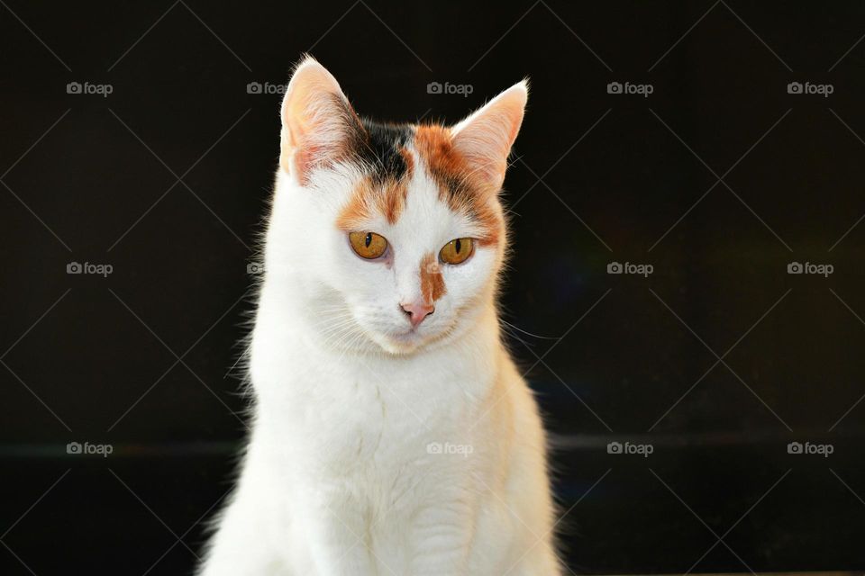 Cat, Mammal, Cute, Portrait, Pet