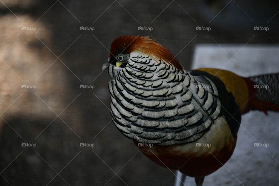 macho de hibrido de faisán dorado con faisán lady Amherst

golden pheasant hybrid male with pheasant lady Amherst