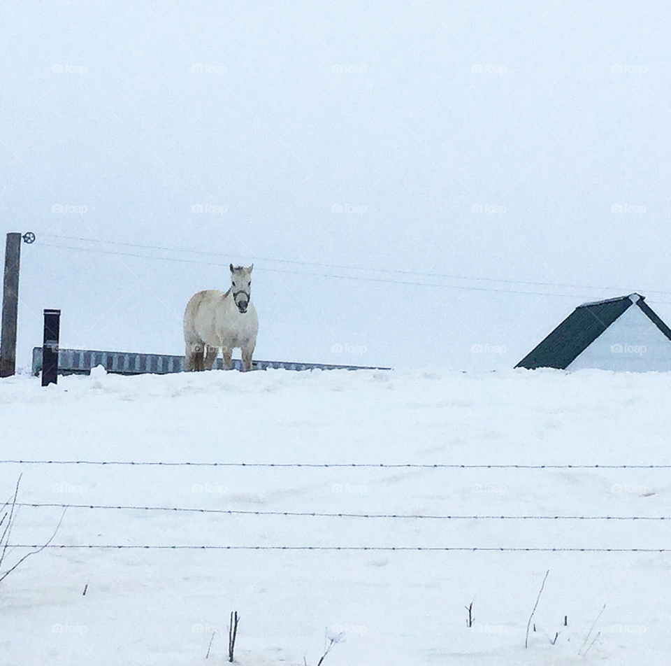 Winter horse 