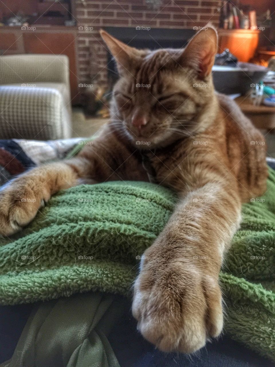 Caesar the rescue cat Sphinx 