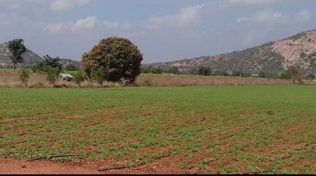 scenary of greenary
