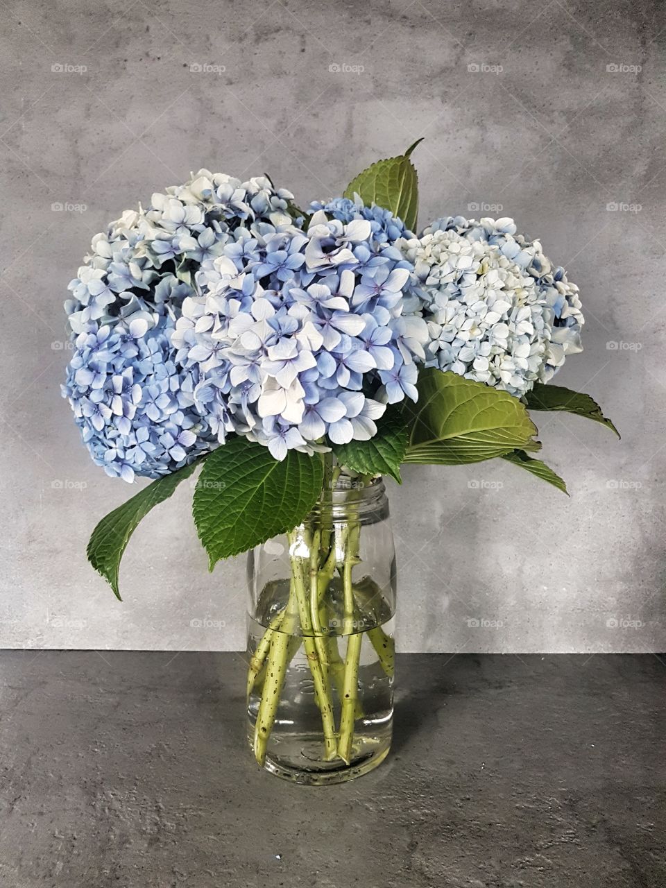 Hydrangea flowers