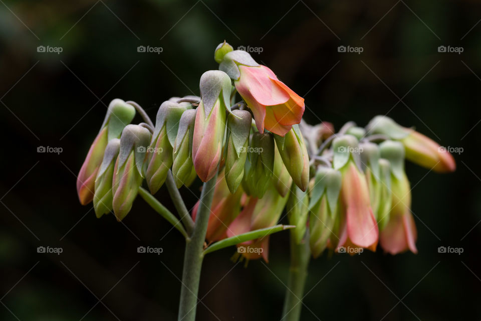 Flowering Plants in the garden