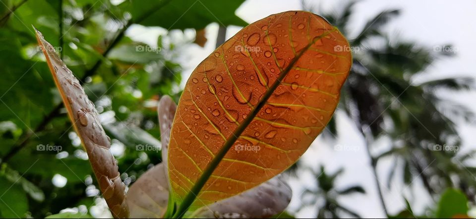 rained on a leaf of a tree..🌧