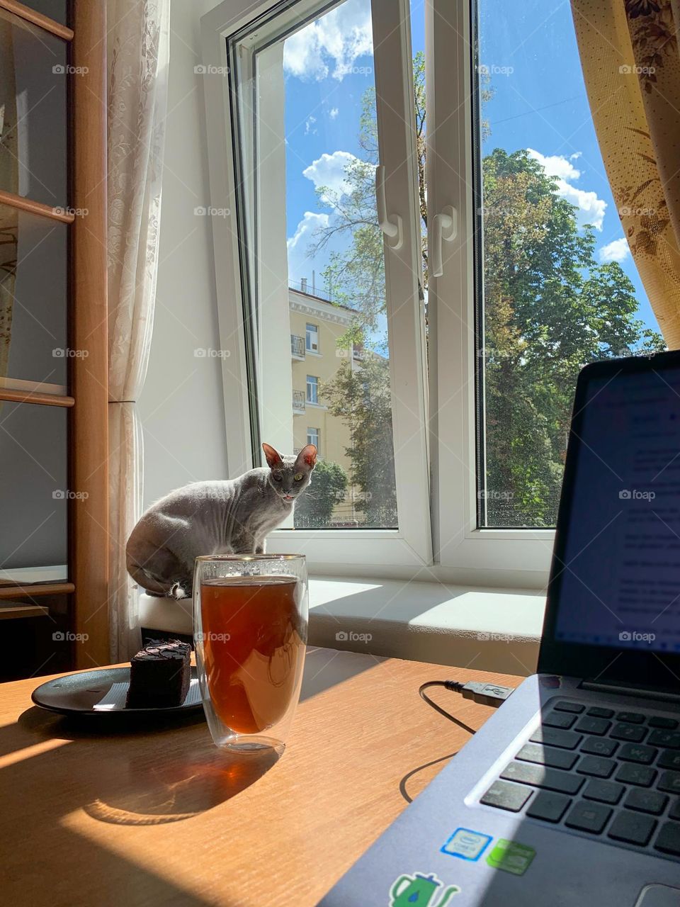 Working from home near window with a laptop, a cat sitting on the windowsill, drinking coffee from a big transparent glass and eating a cake. Sunny day, warm light, view from the window to the street, building and trees 