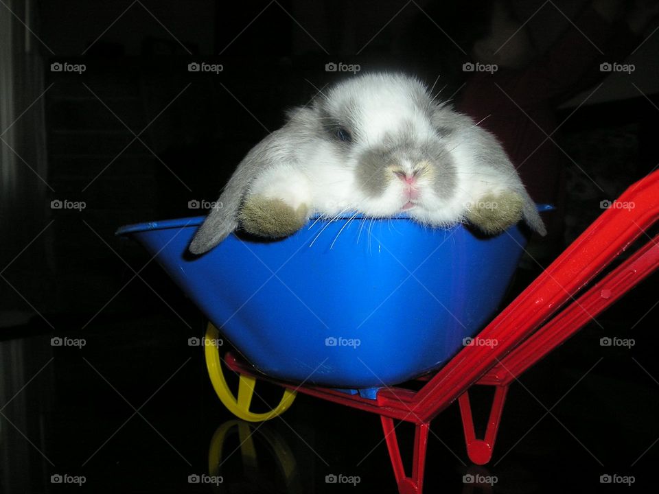 conejo bebé en carretilla
