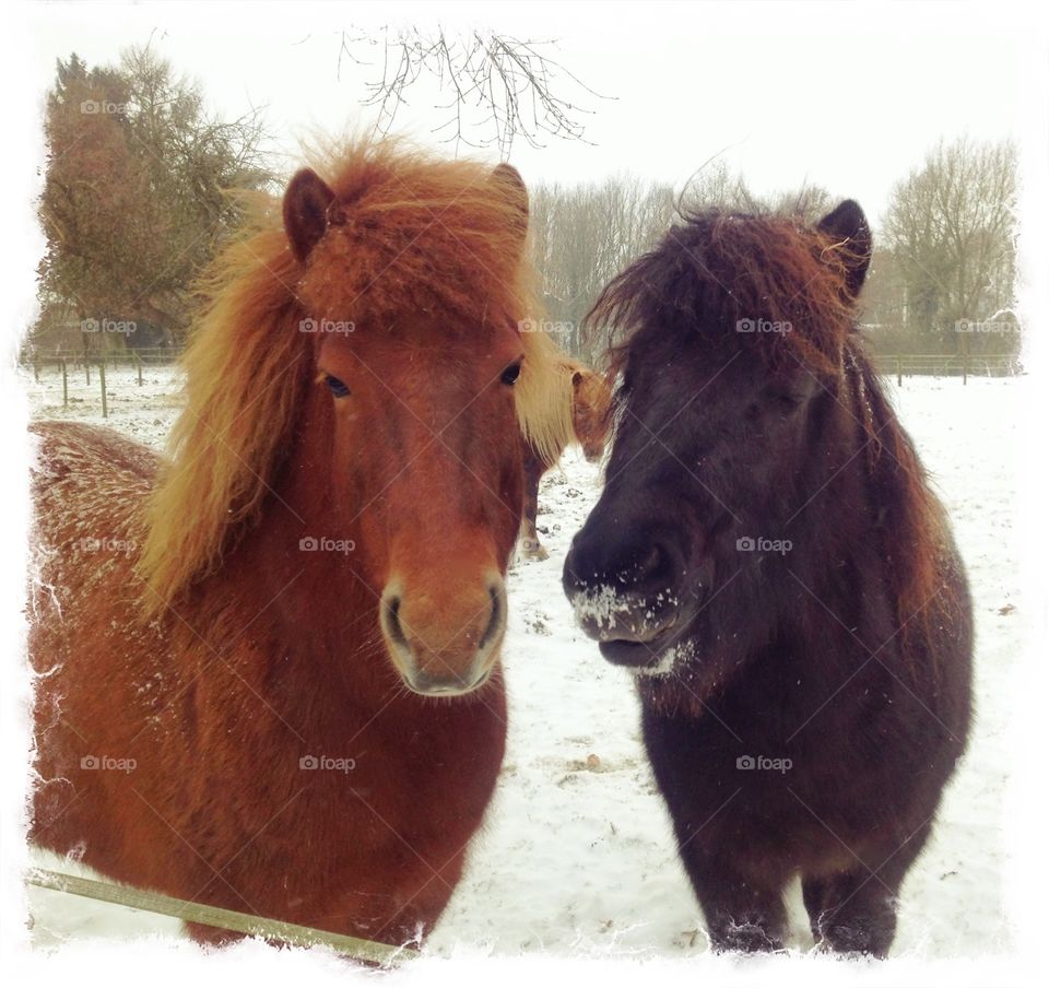 Horse Buddies in the Snow. Dark and light brown horses standing in a snow covered meadow