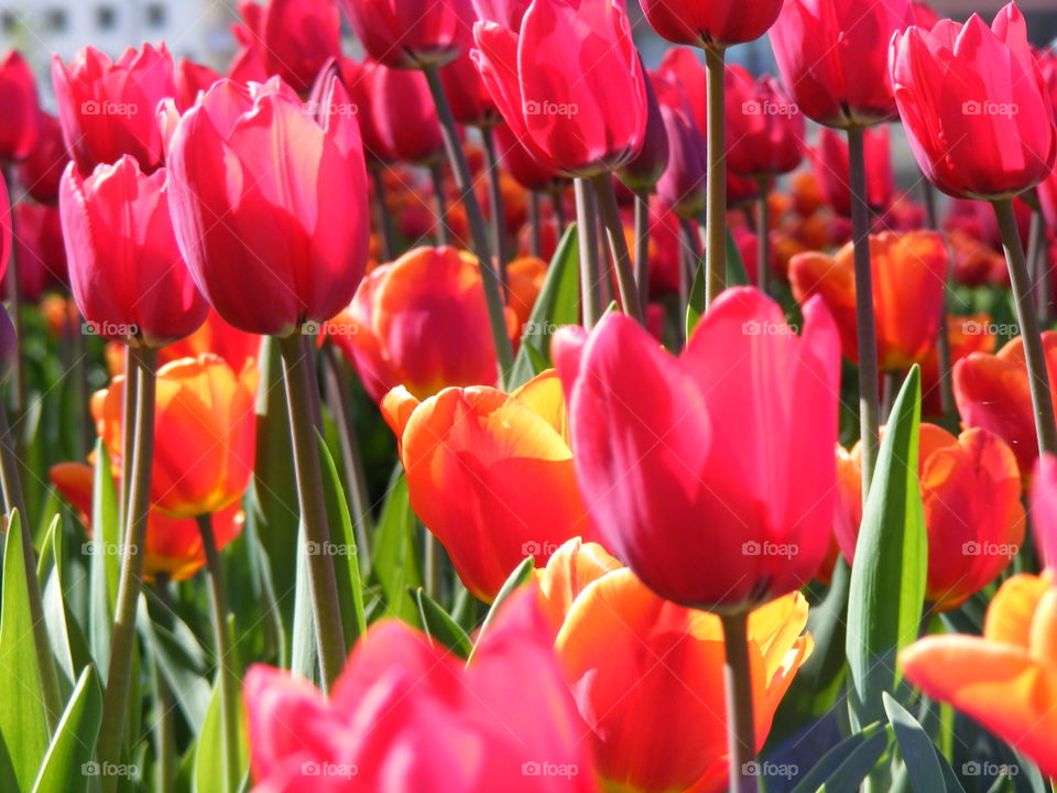 Tulips