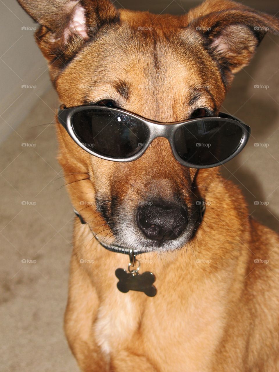 Cool Canine 